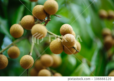 Tropical fruits longan in growth on tree Tropical fruits longan in growth on tree 106666120
