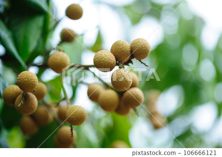 Tropical fruits longan in growth on tree Tropical fruits longan in growth on tree 106666121