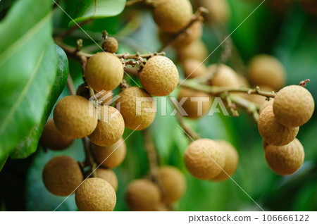 Tropical fruits longan in growth on tree Tropical fruits longan in growth on tree 106666122