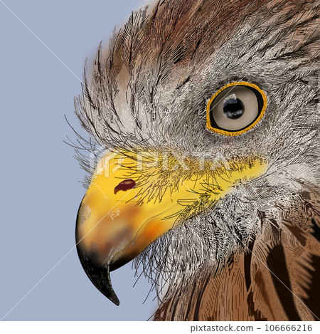 現實的鳥圖 現實的鳥圖 106666216