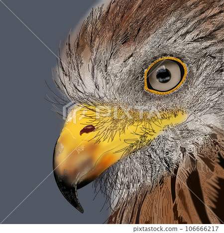 現實的鳥圖 現實的鳥圖 106666217
