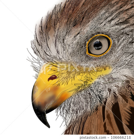 現實的鳥圖 現實的鳥圖 106666218