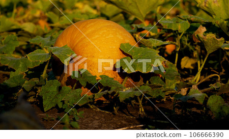 A large ripe orange pumpkin lies among the leaves in the garden bed. Pumpkin cultivation 106666390