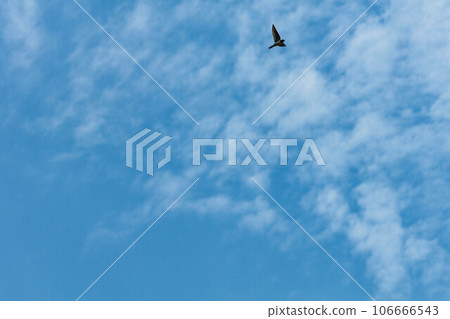 燕子在天空中高速飛翔 燕子在天空中高速飛翔 106666543