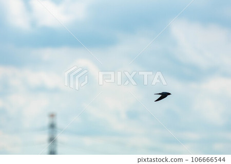 燕子在天空中高速飛翔 106666544