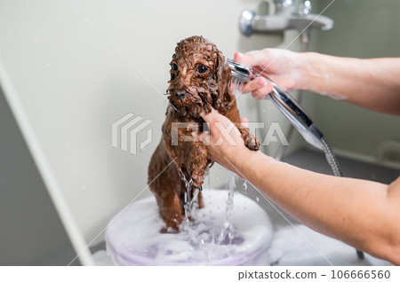 Woman washing brown mini toy poodle in grooming salon. Woman washing brown mini toy poodle in grooming salon. 106666560