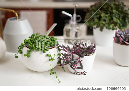 Potted Senecio Rowley house plant in white ceramic pot and other succulent plants on a table indoors 106666603