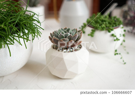 Potted Echeveria succulent house plant in white ceramic pot and other succulent plants on a table indoors Potted Echeveria succulent house plant in white ceramic pot and other succulent plants on a table indoors 106666607