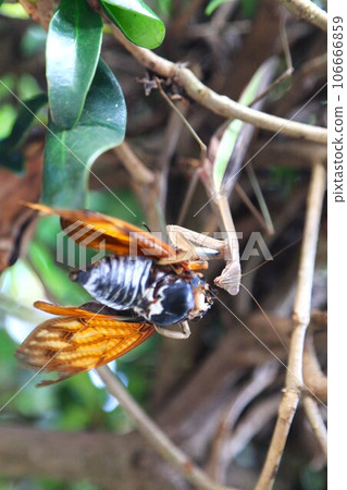 Ecological photo of a praying mantis trying to catch and prey on oil cicadas with a large sickle attached to its front legs in a woodland. 106666859