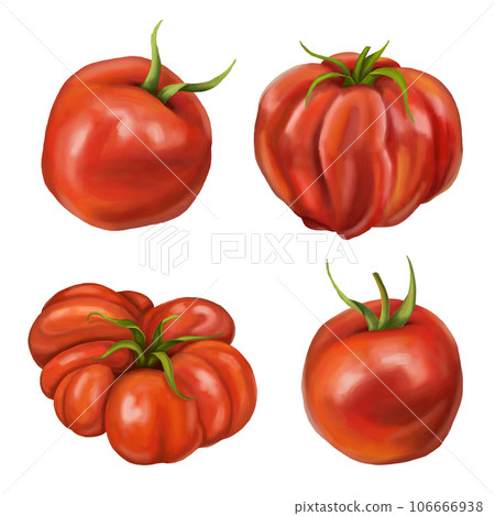 A set of four ripe red juicy tomatoes on a white background. Digital illustration. Farmer's harvest of healthy vegetables, organic products for a healthy diet. For compositions, menus, business cards A set of four ripe red juicy tomatoes on a white background. Digital illustration. Farmer's harvest of healthy vegetables, organic products for a healthy diet. For compositions, menus, business cards 106666938
