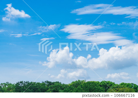 Sky and trees background material Sky and trees background material 106667116