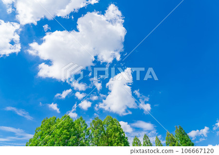 Sky and trees background material Sky and trees background material 106667120