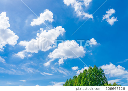 Sky and trees background material Sky and trees background material 106667126