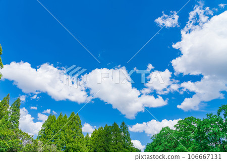 Sky and trees background material Sky and trees background material 106667131