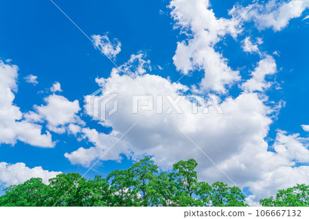 Sky and trees background material Sky and trees background material 106667132