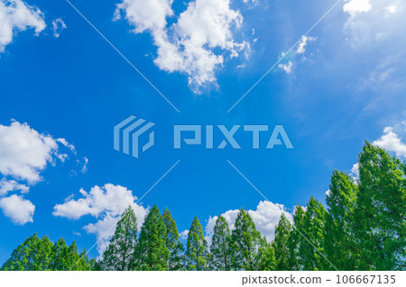 Sky and trees background material Sky and trees background material 106667135