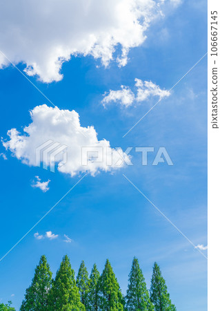 Sky and trees background material Sky and trees background material 106667145