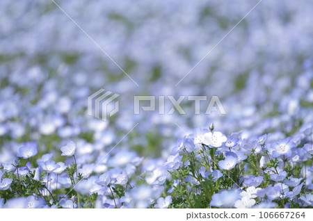 Nemophila field Nemophila field 106667264