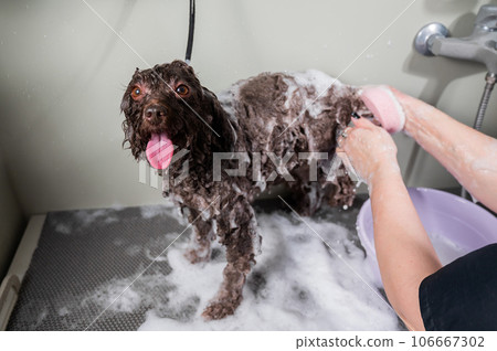 Woman shampooing brown mini poodle in grooming salon. Woman shampooing brown mini poodle in grooming salon. 106667302