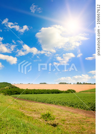 Wheat and sunflower fields, blue sky and bright sun. Vertical photo. 106667612