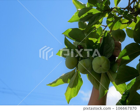 Still blue persimmon fruits and blue sky 106667870