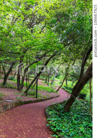 Winding path leads through green forest with lush tall trees on either side with sun light shining through the trees Winding path leads through green forest with lush tall trees on either side with sun light shining through the trees 106667925