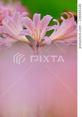 美麗的花水仙花 106668180