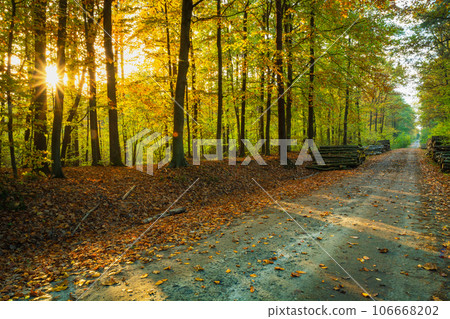 The sun in the autumn forest with a dirt road 106668202