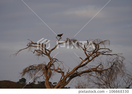 Lappet-faced vulture on tree in african savanna at Tsavo East National Park in Kenya Lappet-faced vulture on tree in african savanna at Tsavo East National Park in Kenya 106668330