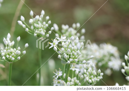 White chive flowers blooming in the summer garden White chive flowers blooming in the summer garden 106668415