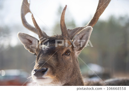The muzzle of a deer with antlers close-up. 106668558