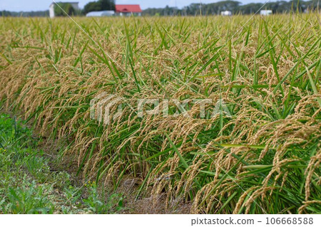 [Video included] Rice cultivation scene, September, before harvest 106668588