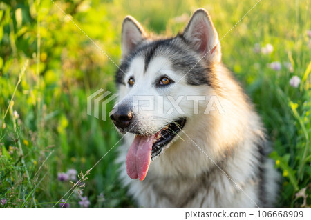 Summer husky portrait Summer husky portrait 106668909