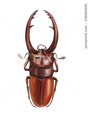 Brown beetle isolated on white background Hand drawn botanical watercolor illustration 106668996