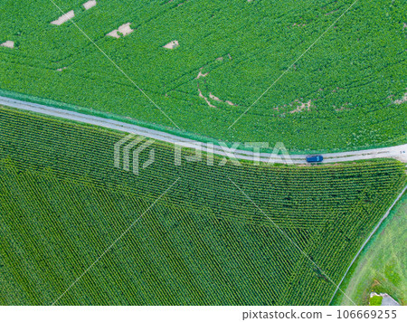Top view of the dirt road with a crossroads and dense green fields. Beautiful bright landscape 106669255