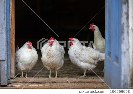 White mother hens stand on the porch of their coop and look at the camera. White mother hens stand on the porch of their coop and look at the camera. 106669608