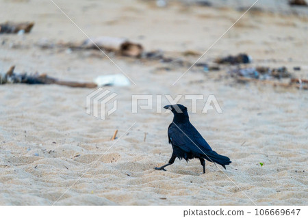 Crow walking on the beach Crow walking on the beach 106669647