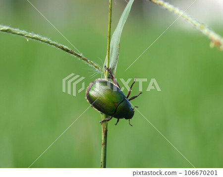Scarab beetle hanging from the stem of a thorny grass (dragon beetle with legs spread) Scarab beetle hanging from the stem of a thorny grass (dragon beetle with legs spread) 106670201