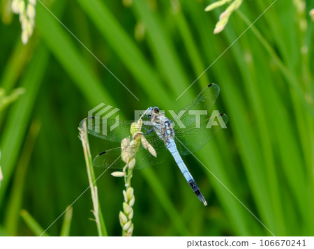 鹽卡拉通博 106670241