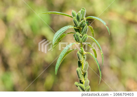 飽滿的芝麻 106670403