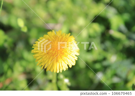 黃色蒲公英花 106670465