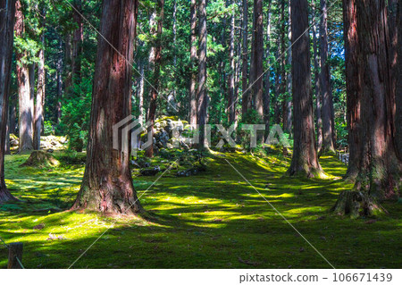 Fukui Heisenji Hakusan Shrine beautiful moss garden and summer sunshine 106671439
