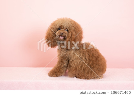 玩具貴賓犬蒂羅爾以粉紅色的背部轉身 玩具貴賓犬蒂羅爾以粉紅色的背部轉身 106671460