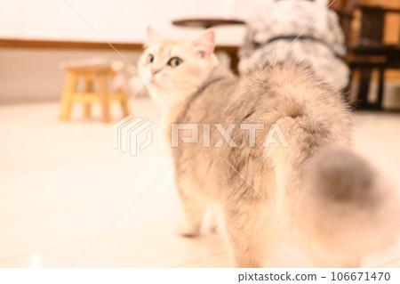 Cat on the verge of leaving Cat on the verge of leaving 106671470