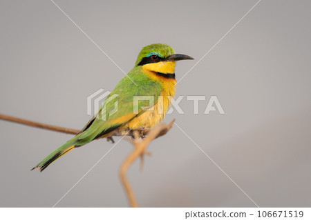 Little bee-eater with catchlight on slim branch 106671519