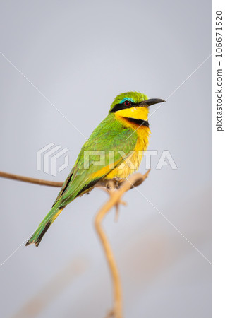 Little bee-eater with catchlight on twisted branch 106671520