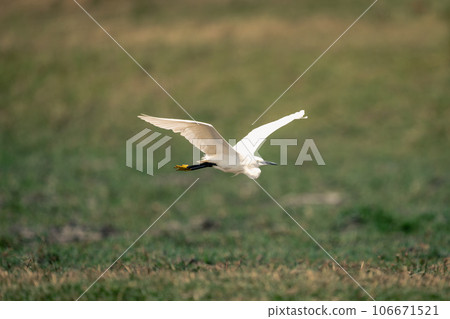 Little egret flies across grass lifting wings Little egret flies across grass lifting wings 106671521
