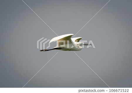 Little egret flies against perfect blue sky 106671522