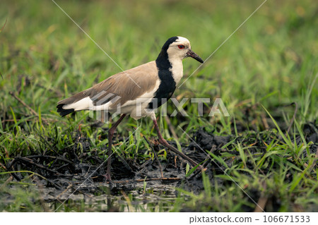Long-toed lapwing crosses muddy shallows in grass 106671533