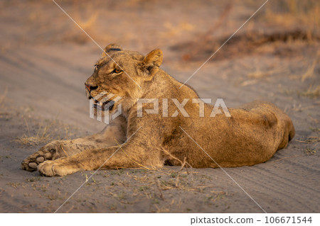 Lioness lies on sandy track opening mouth 106671544